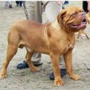 HEDON ex Cubile Lamia