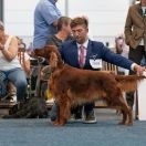 Heroine of Wisdom All Irish Gold FCI – Jessi