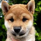 HINATA the Scarlet Hill