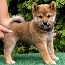 HISASHI the Scarlet Hill