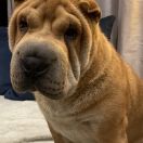 HOLLYWOOD STAR JOANNE WODWARD Asta La Vista 