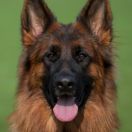 HOPE vom Lübzer Eldetal