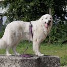 HRABINA Aroniowa Dolina (FCI)