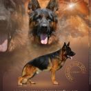 IKO vom Finkenschlag