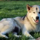 Incredible Lady z Śnieżnej Doliny