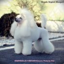 INSPIRACJA FINIGAN Eturia Polonia FCI 