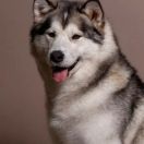 Iolanda Spring Storm