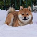 J.Ch.Pl. Ch.Pl TAKASHI SHIMURA Subarashii FCI