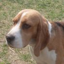 JACKPOT Simpatica PS