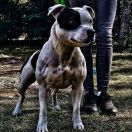 Jakard Wejherstaff Moulin Rouge