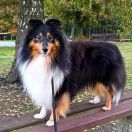 JAMAL - MAGICZNY OGRÓD FCI