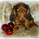 ZIEMOWIT Taniec Motyla (KL)