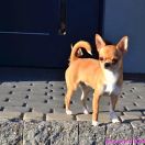 JANIS JOPLIN BUZIACZEK