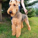 JASER Złaja Farmera 