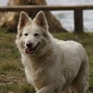 Jaskółka Fortunatus Poland