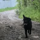 JEMIOŁA z Doliny Kościeliskiej