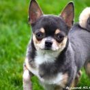 JIMI HENDRIX Buziaczek