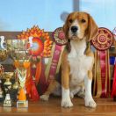 Jolly Voice Sky Fire 