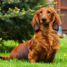 KARMA Hokus Pokus z Perłowej 