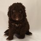 KEFALINIA Pies de Perro (FCI)