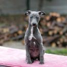 KENRICK-RUNAR Paka Czworaka