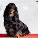 KHALESSI Hokus Pokus z Perłowej 