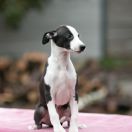 KIMCHI Paka Czworaka