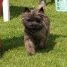 KIMO GRANDIFLORA Połkrza