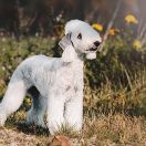 KINTERRA PARADISE APPLE