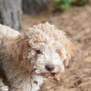 KODA Ferajna znad Warty