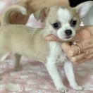 La Lilou Tesori di Diamanti 