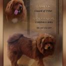 LABRYS Guard of Tibet (FCI)