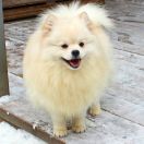 LADONNA AL'TERA IZ KNYAGININO