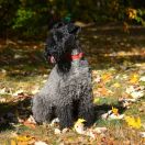 Lakki Kerri CASSIOPEIA FCI 