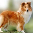 LAMBADA LOHRIEN Fervidus