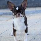 Laschihoff’s IRON MEN VOLPINO MINI