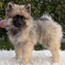 LAUDOMIA Shaggy Fluff