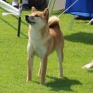 Legenda Arden Michiko