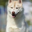 Let Me Be Your Dream Gandalf White aka Барни