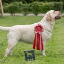 LIMITED EDITION HERBU ZADORA 