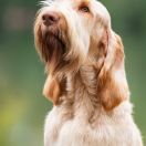 LIMONCELLO CHAMPAGNE COCTAIL z Niedźwiedziej Jamy