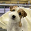 LITTLE MIRACLE HEAVENLY-BLESSING