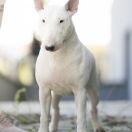 Little Princess Little Hell FCI 