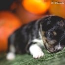 LOUIS DE FUNES Lohrien 