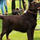 LOVE REAL AZGARD FCI