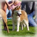 LOVE STORY OF WINTER LOVE Eskimoski Domek