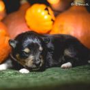 LUCK SKY WALKER Lohrien