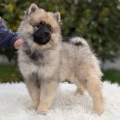 LUCREZIA Shaggy Fluff