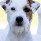 NUTELLA Kutcher-Chan