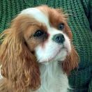 LUNA 'Ex imo Corde (FCI)